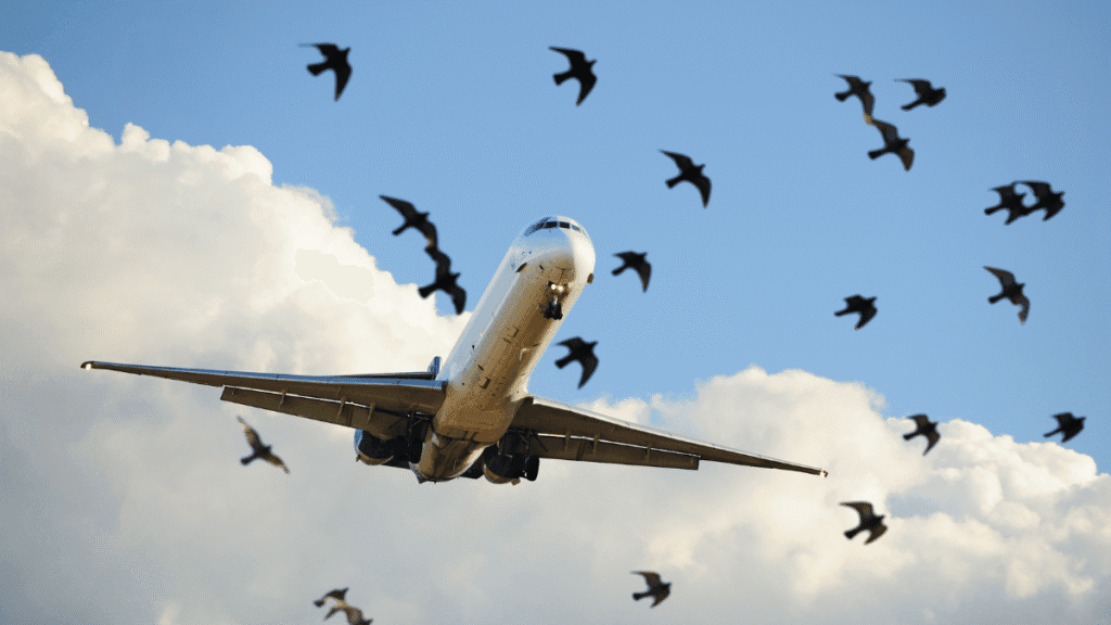 ✈️ साइज नहीं स्पीड से तबाही: कैसे एक किलो का पक्षी तोड़ देता है सैकड़ों टन भारी विमान – जानिए Bird Hit का विज्ञान