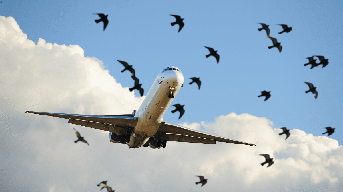 ✈️ साइज नहीं स्पीड से तबाही: कैसे एक किलो का पक्षी तोड़ देता है सैकड़ों टन भारी विमान – जानिए Bird Hit का विज्ञान