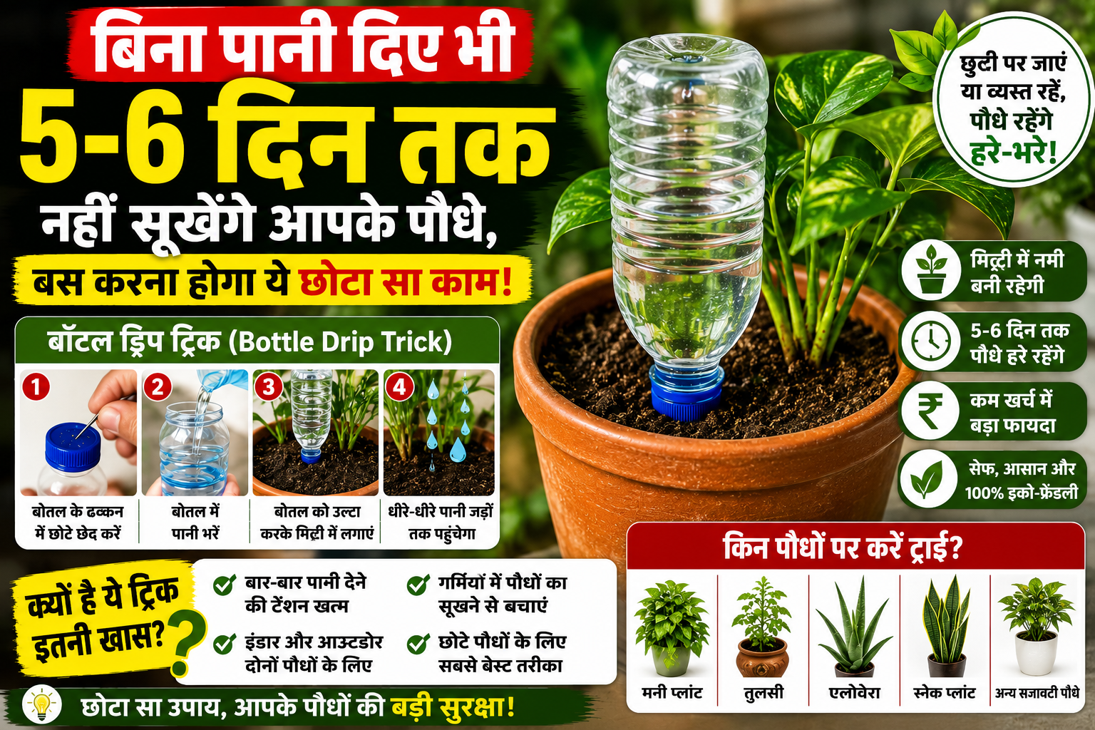 Plant Care Tips